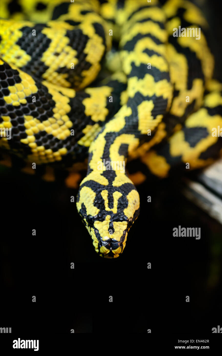 Jungle carpet python fotografías e imágenes de alta resolución - Alamy