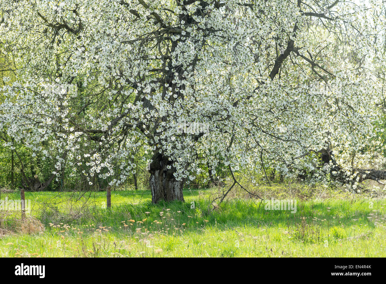 Blooming viejo cerezo día soleado pasto verde Foto de stock