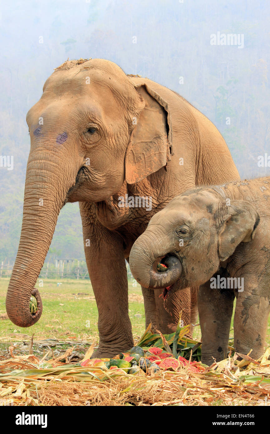 La madre y el pequeño elefante comiendo Sandías Foto de stock