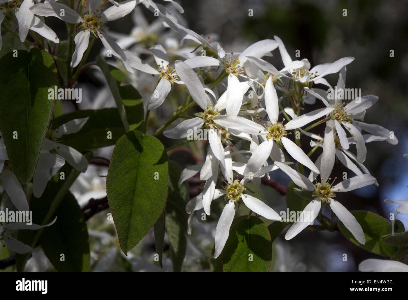 Amelanchier lamarckii mespilus nevados, flores blancas Foto de stock