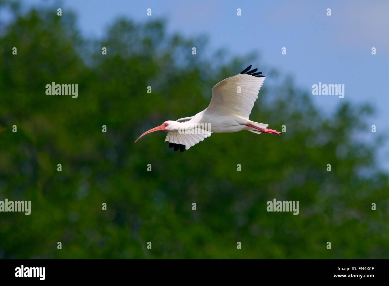 Ibis Blanco Eudocimus albus en vuelo de Fort Myers Beach Florida de la Costa del Golfo de EE.UU. Foto de stock