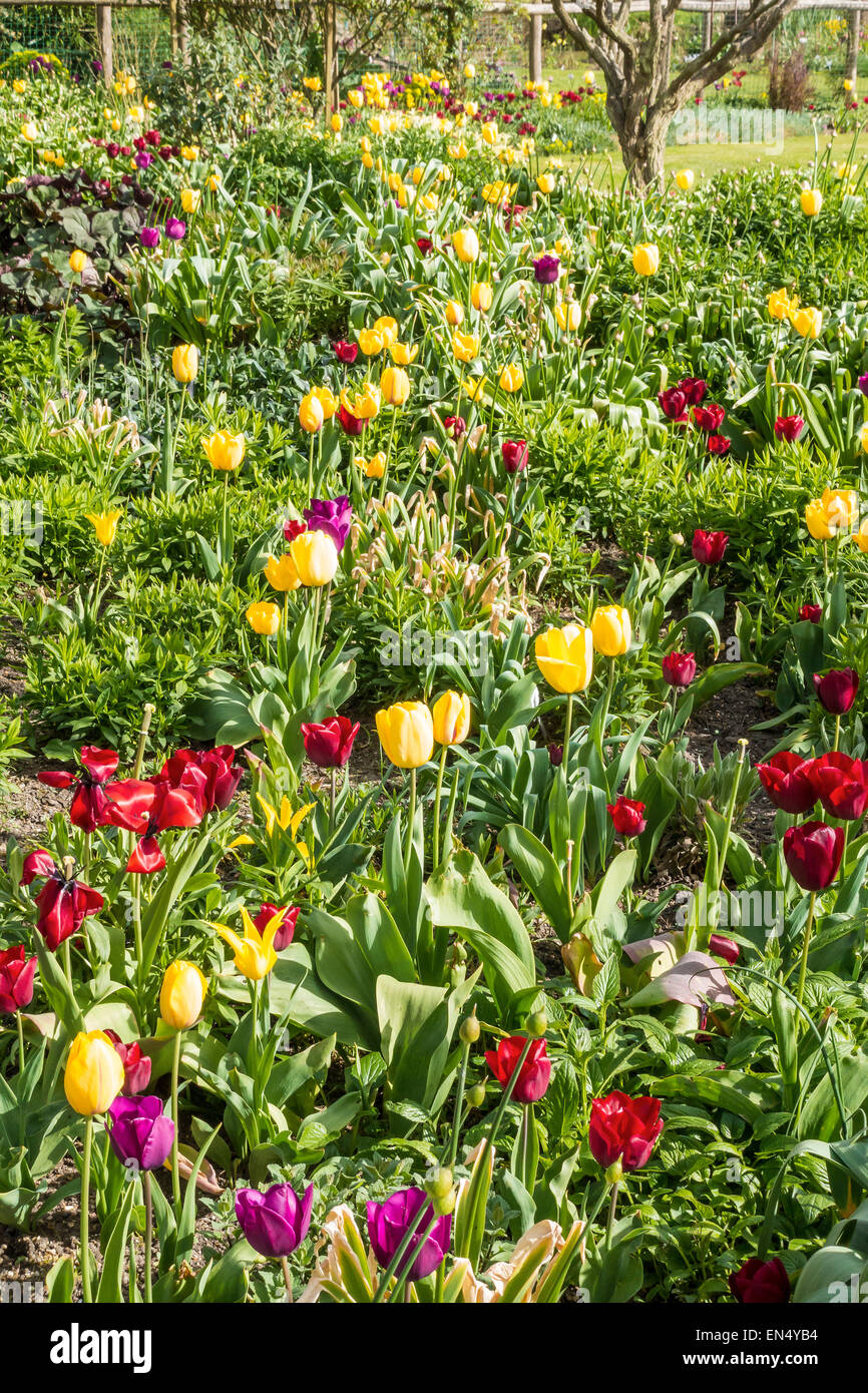 Gran deriva de Tulipanes rojos y amarillos Foto de stock