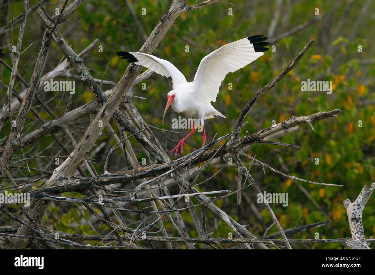 Ibis Blanco Eudocimus albus en manglares costeros de la costa del golfo de Florida, EE.UU. Foto de stock