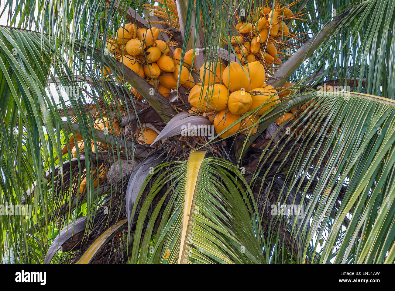 Coco (Cocos nucifera) en un árbol Dominica West Indies Foto de stock