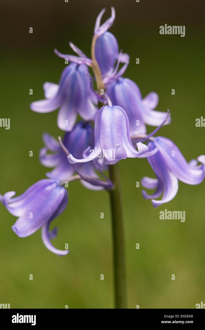 Cerca de Bluebell Hyacinthoides flor en plena floración Foto de stock