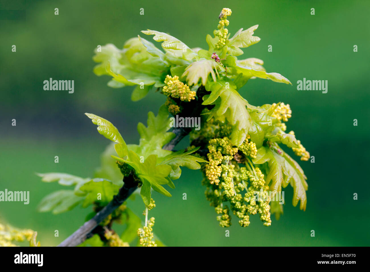 Roble inglés, hojas de Quercus robur, rama floreciente Foto de stock