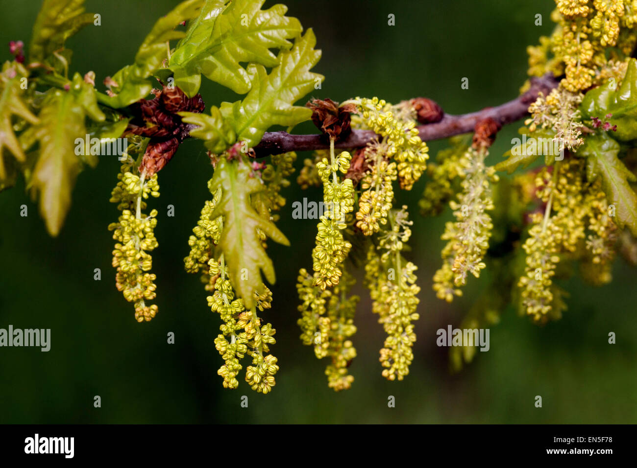 English oak Quercus robur flowers Quercus flower Oak Spring Pedunculate ROBLE BLOOM ROBLE Oak flower tree ramita Quercus flowers catkins Common Oak Foto de stock