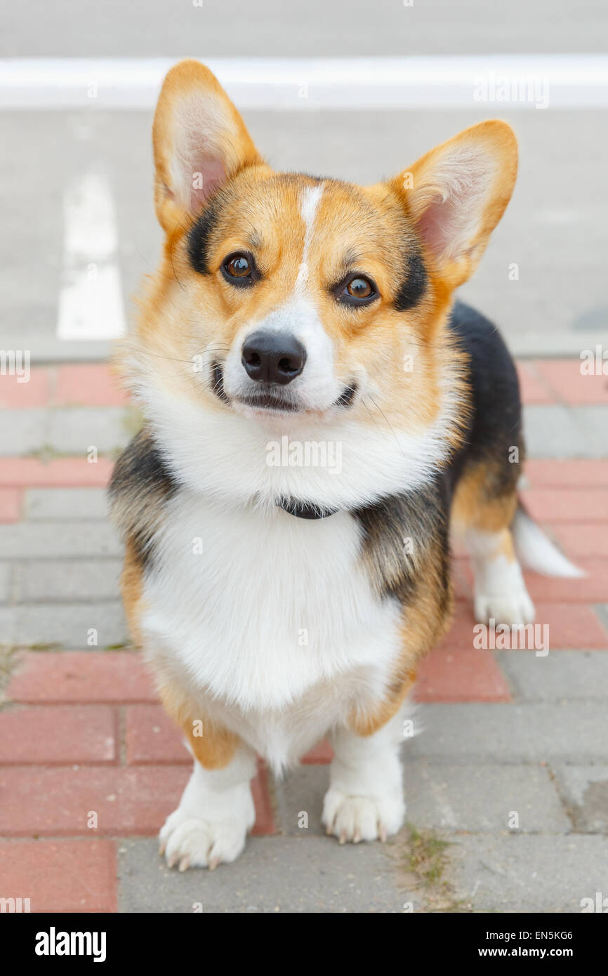 Perro Welsh Corgi Pembroke sonriendo Foto de stock