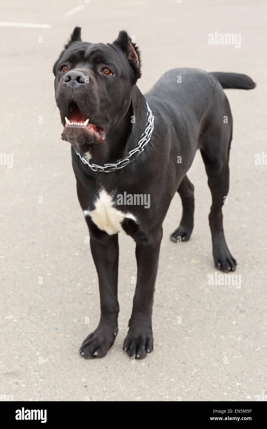Perro de raza negra Cane Corso de pie Foto de stock
