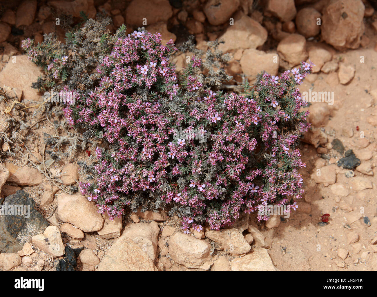 Mar-Heath, Frankenia laevis, Frankeniaceae. Fuerteventura, Islas Canarias, España. Raros en el Reino Unido. Foto de stock