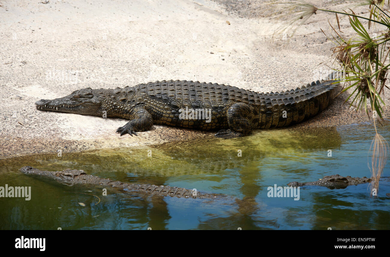 El cocodrilo del Nilo, Crocodylus niloticus, Crocodylidae. Foto de stock