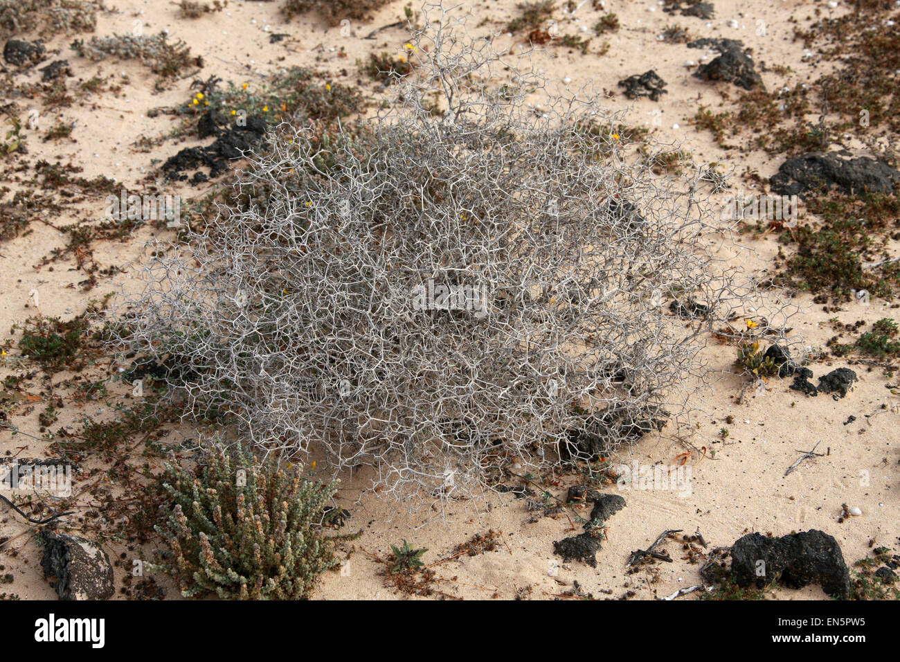 Launaea arborescens, Asteraceae. El Parque Nacional de Fuerteventura, Corralejo, Fuerteventura, Islas Canarias. Especímenes muertos. Foto de stock