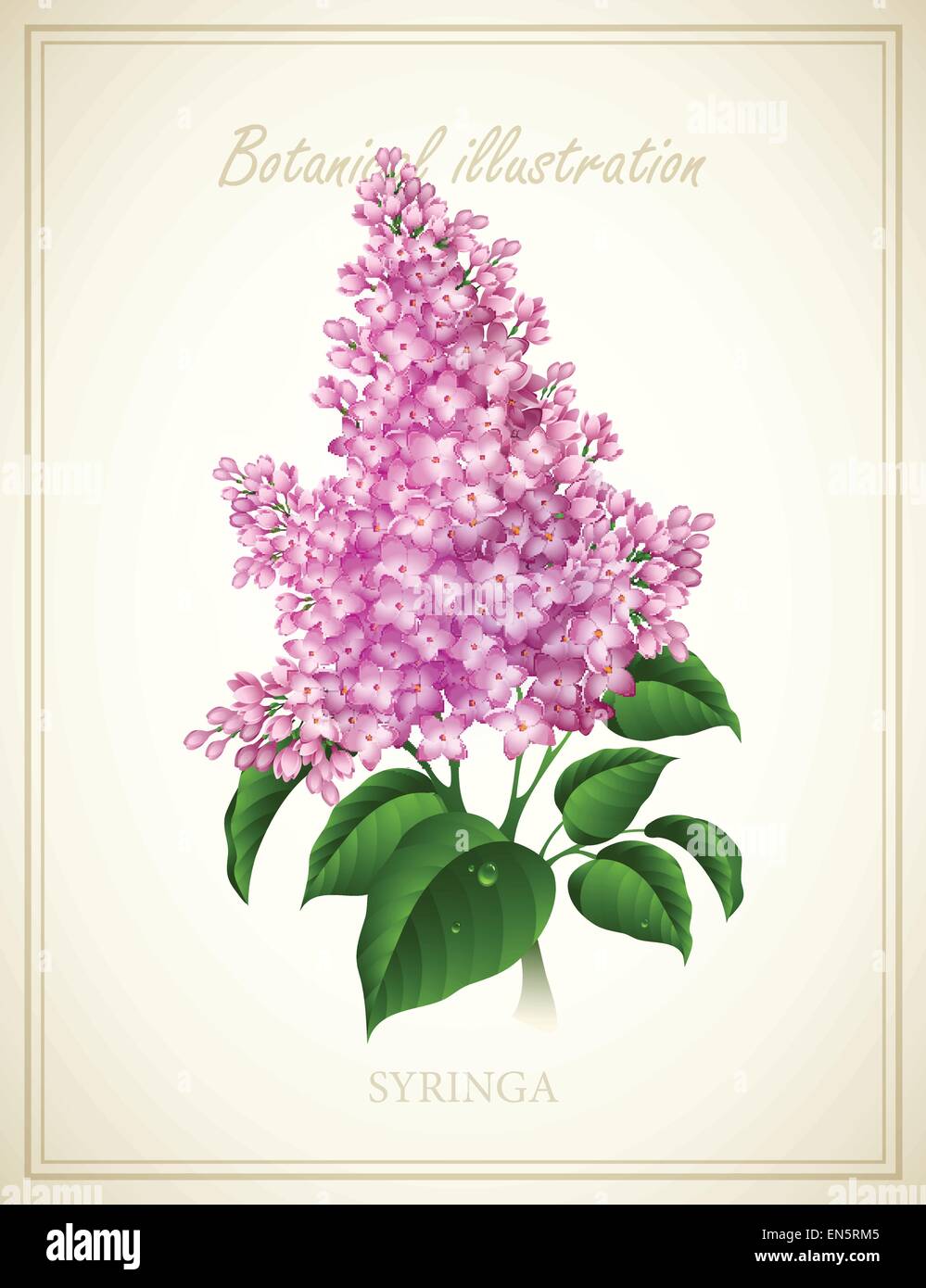 Syringa flor. Botánicos de la naturaleza ilustración vectorial EPS 10 Ilustración del Vector