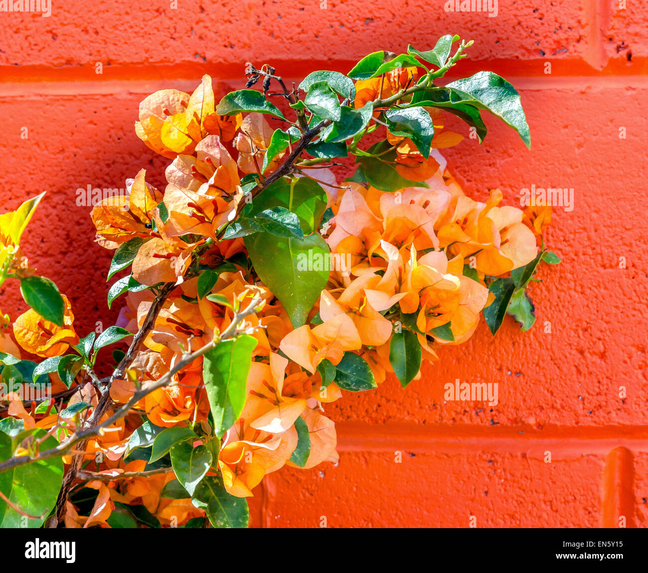 Naranja Naranja Bougainvillea Wall Ciudad de México México Fotografía de  stock - Alamy
