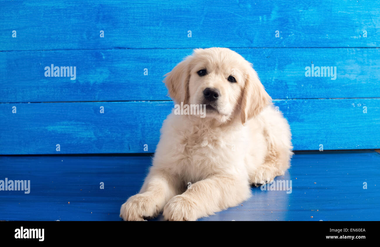 Retrato de Inglés cachorro golden retriever de madera azul Foto de stock