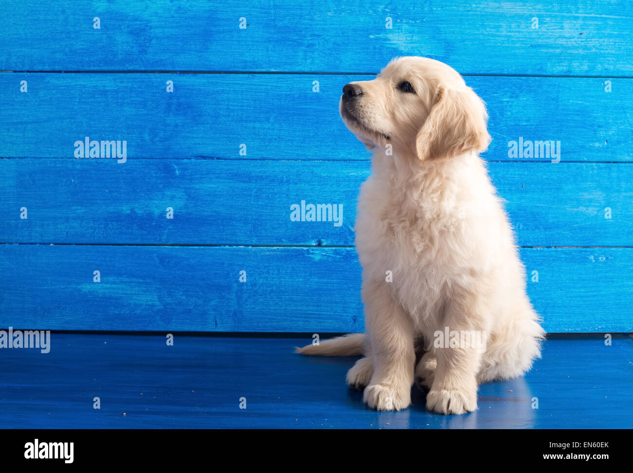 Retrato de Inglés cachorro golden retriever de madera azul Foto de stock