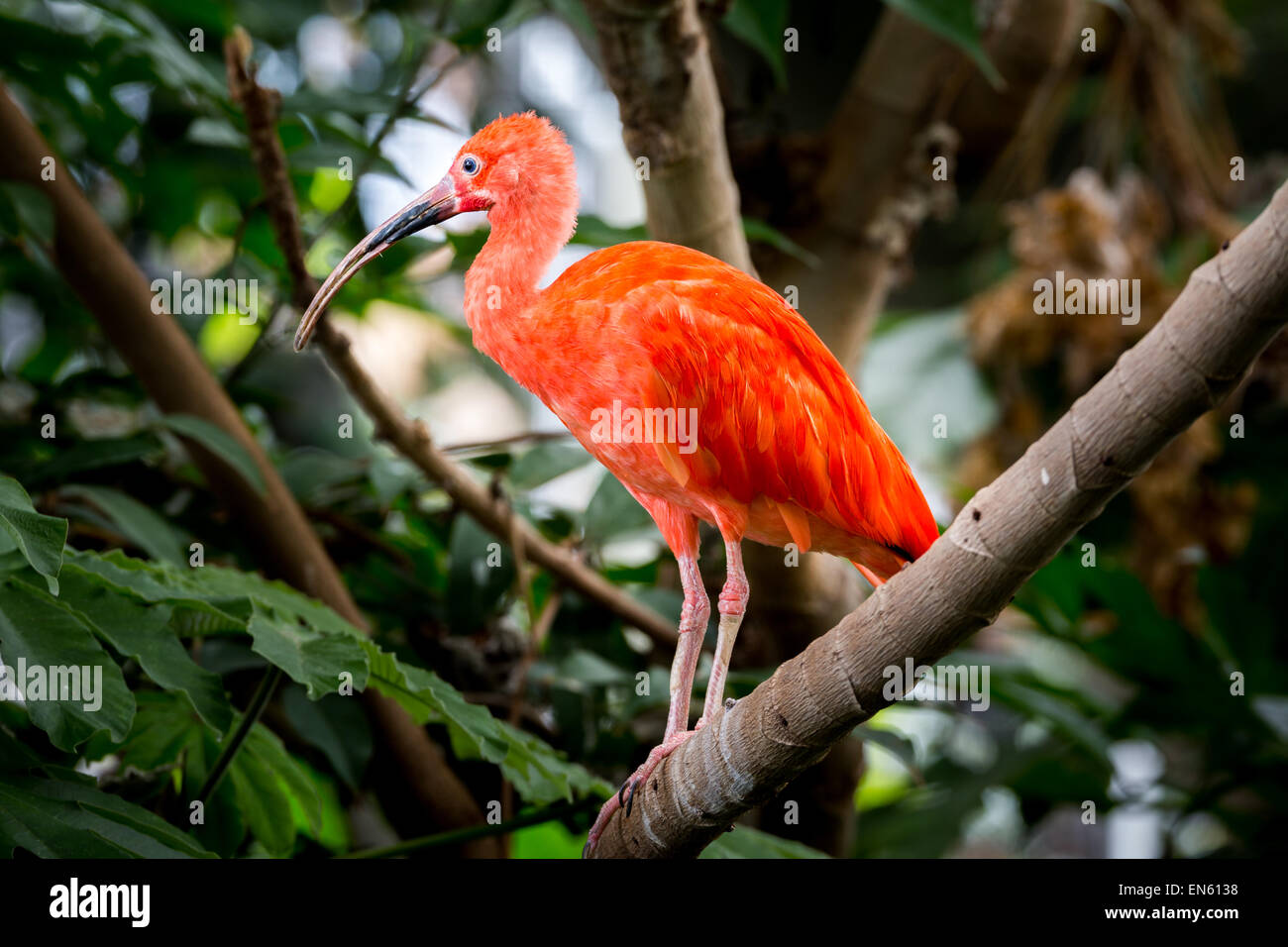 Ibis Escarlata, encaramado en una rama de la selva. Foto de stock