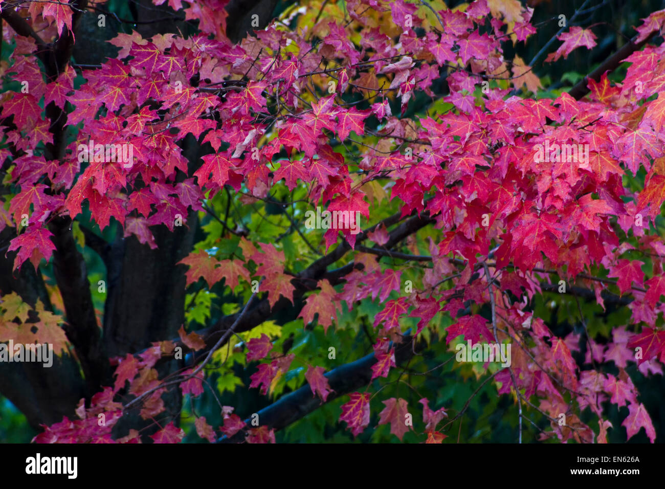 Brillantes hojas caer en Finger Lakes, Nueva York Foto de stock