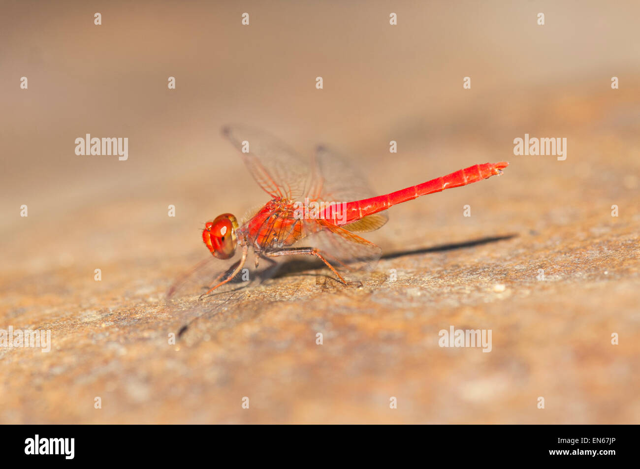 Scarlet Percher Dragonfly (Diplacodes haematodes), la región de Kimberley, en Australia Occidental, WA, Australia Foto de stock