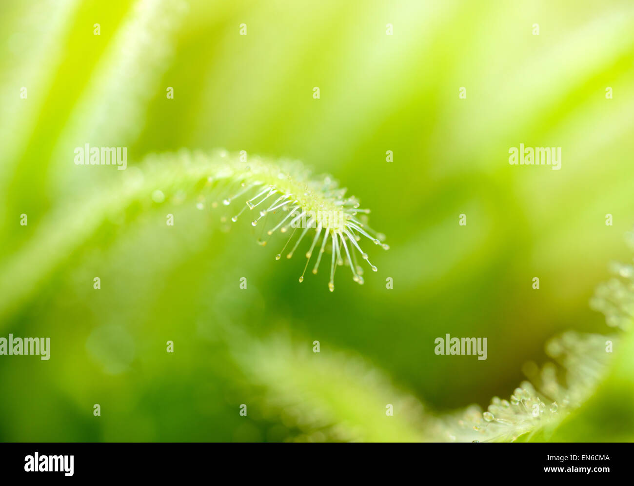 Plantas y árboles: hojas verdes de sundews, la luz del sol desde arriba, natural de fondo abstracto Foto de stock