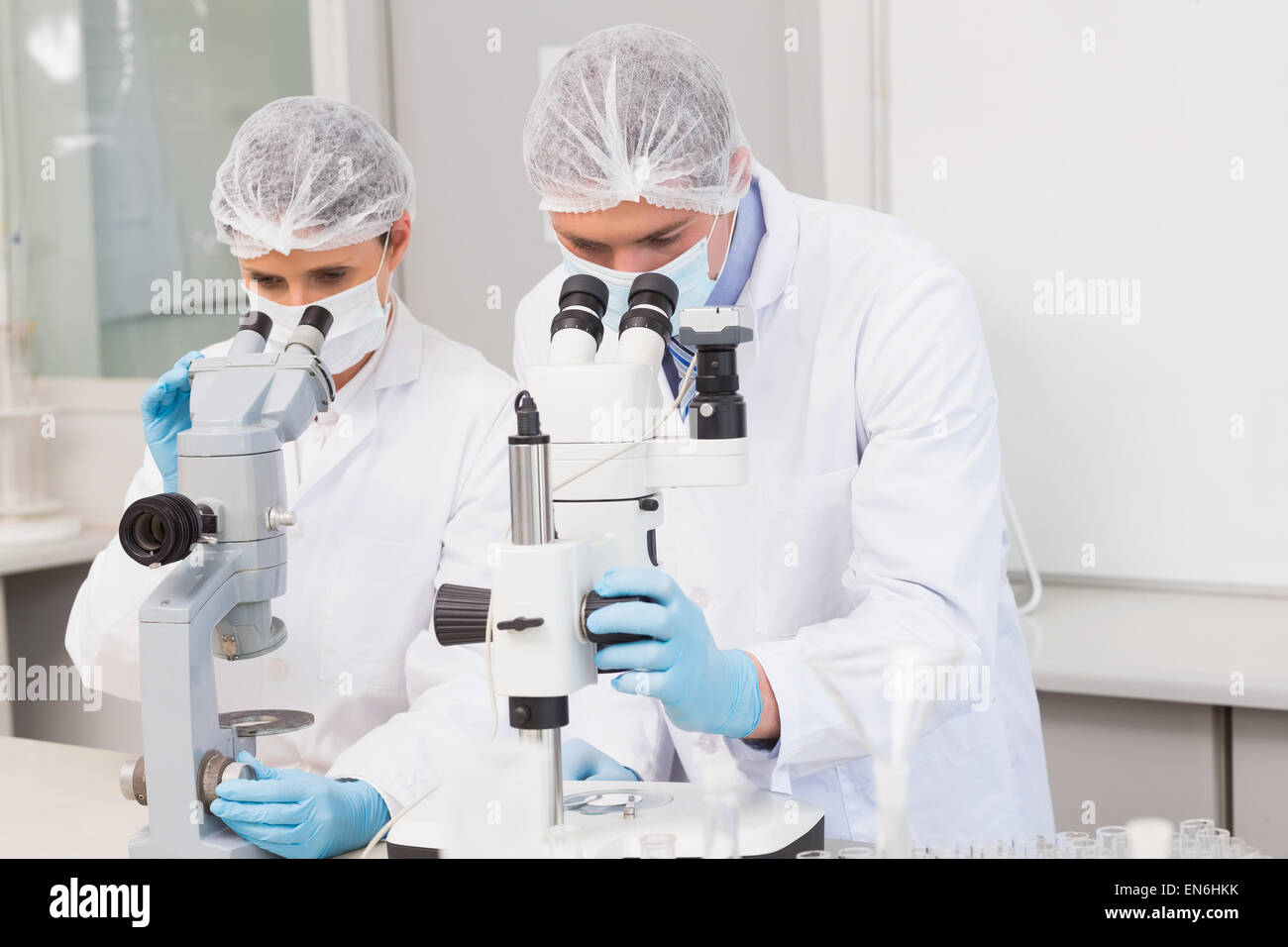 Los científicos que trabajan con microscopios atentamente Foto de stock