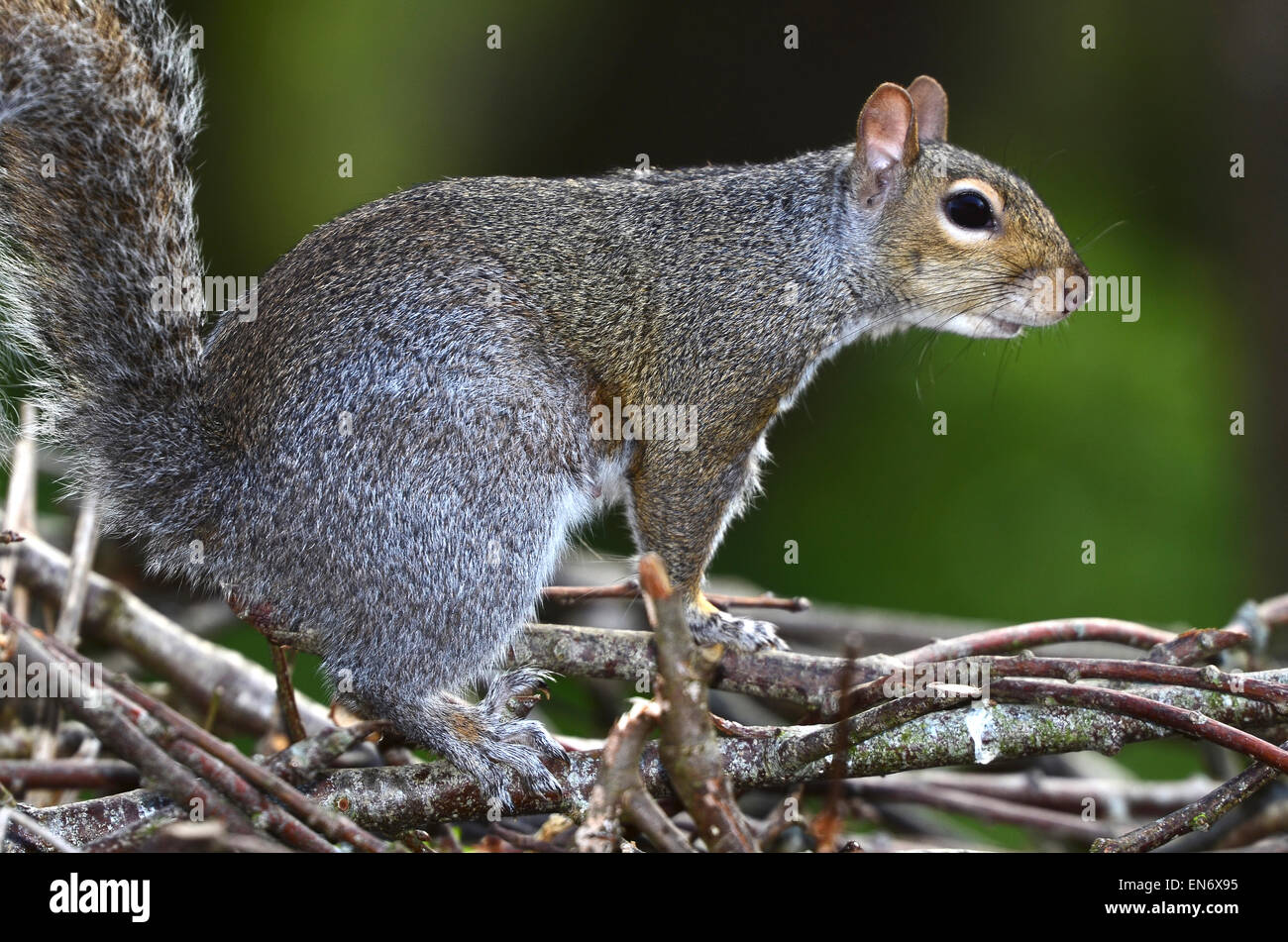 Una ardilla gris en algunas ramitas y las ramas apiladas UK Foto de stock