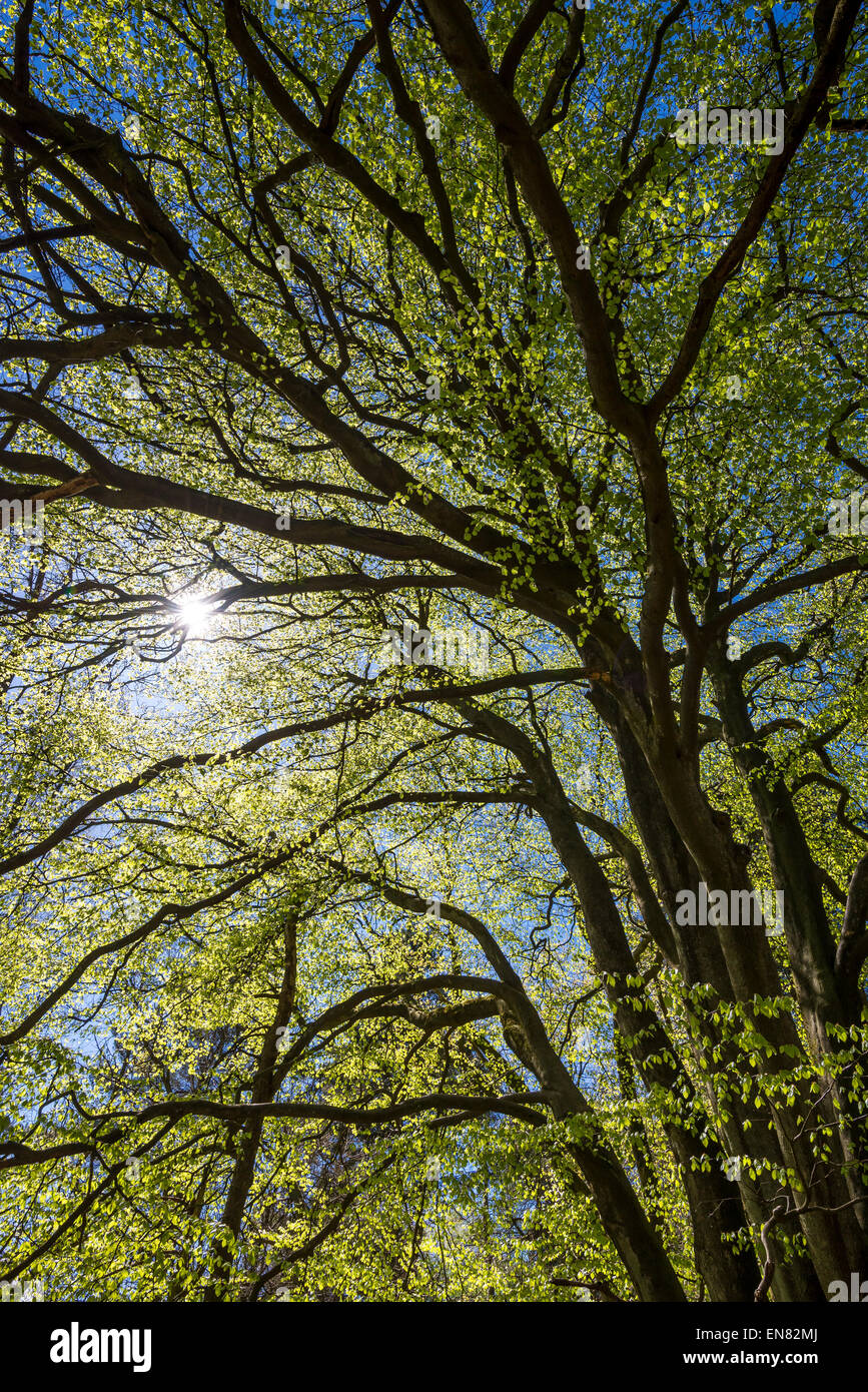 Buscando en el dosel del bosque de lenga madura con frescas hojas nuevas brillando en el sol de primavera. Foto de stock