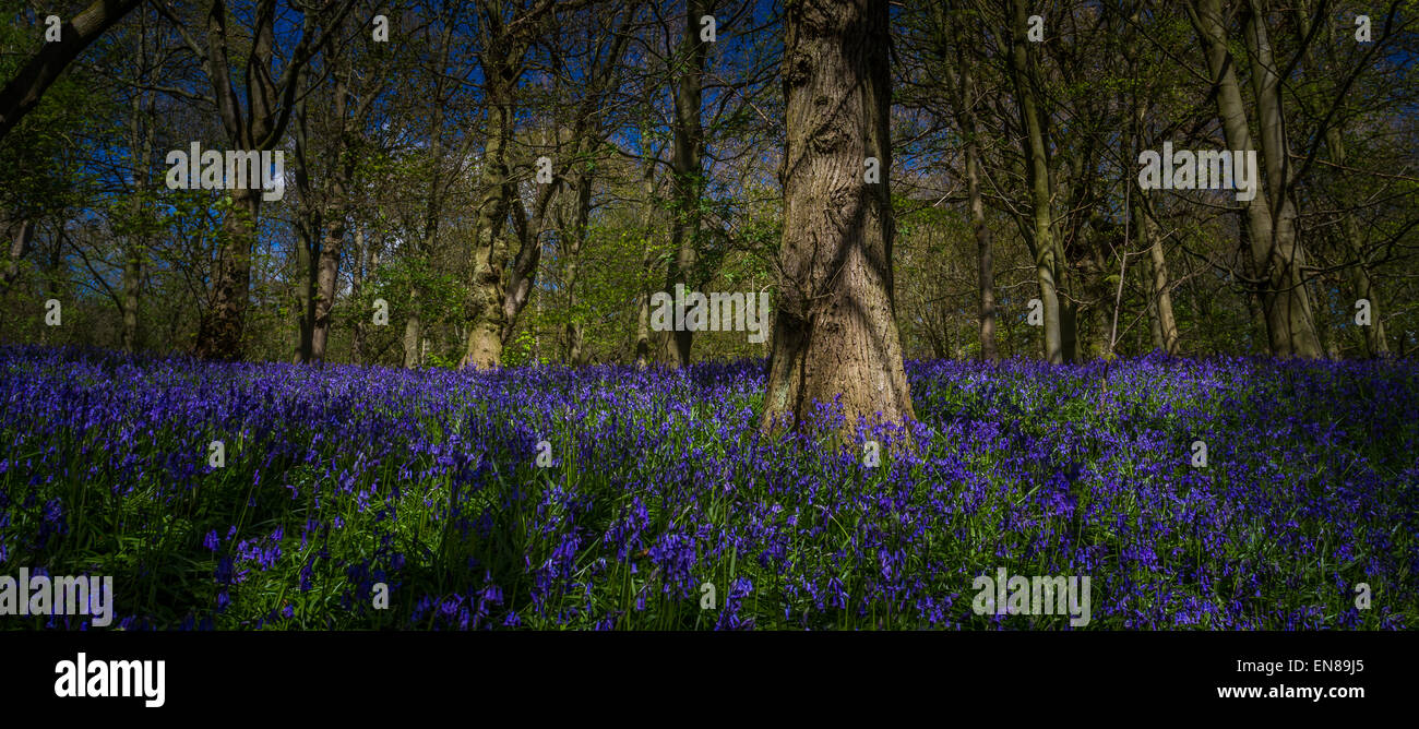 Panorama de las campánulas azules en Woodland (Middleton woods, Ilkley), REINO UNIDO Foto de stock