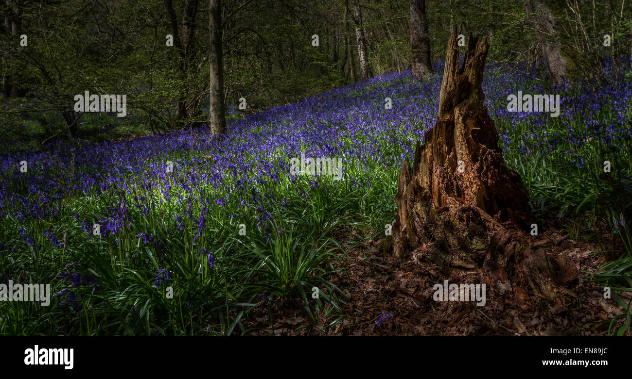 Las campánulas azules intensos en Woodland (Middleton woods, Ilkley), Yorkshire, Reino Unido Foto de stock