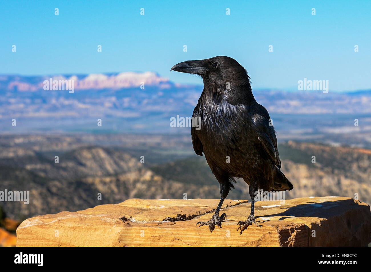 El cuervo común, Bryce Canyon, Utah Foto de stock