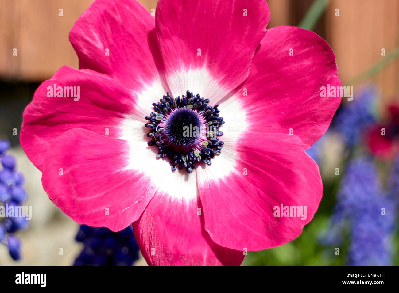 Mona Lisa Anemone coronaria flor rosa en un jardín en el reino unido Foto de stock