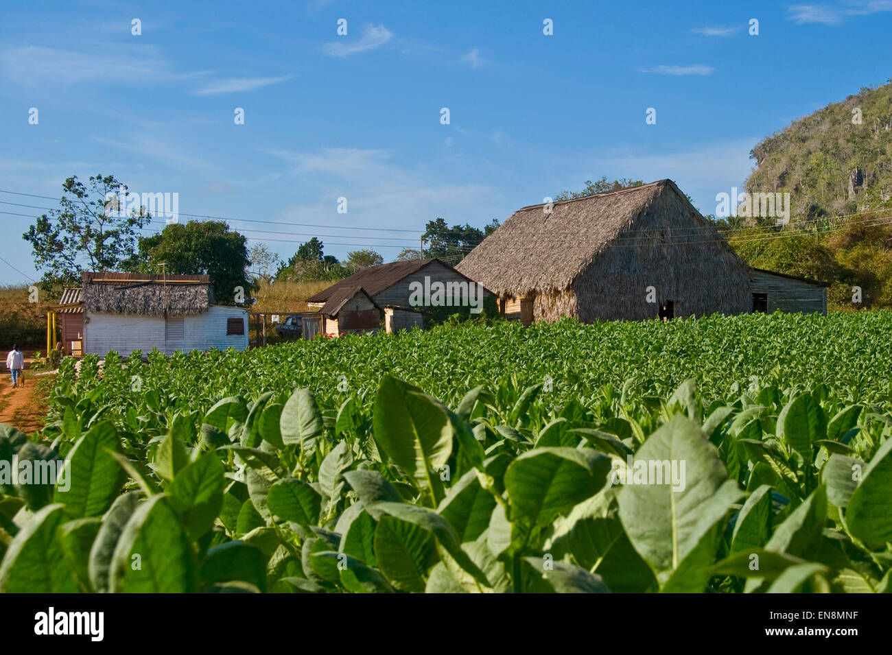 Vista horizontal de una plantación de tabaco en Viñales. Foto de stock