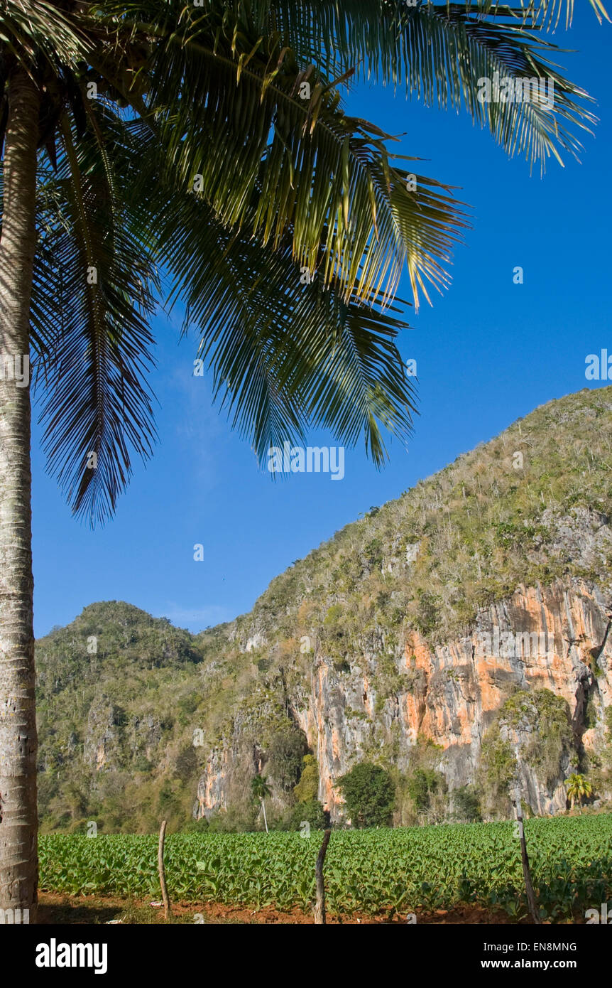 Vista vertical del paisaje en Viñales. Foto de stock