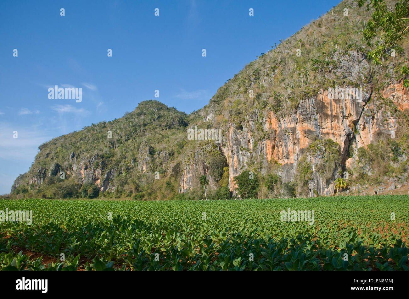 Vista horizontal del paisaje de Viñales. Foto de stock
