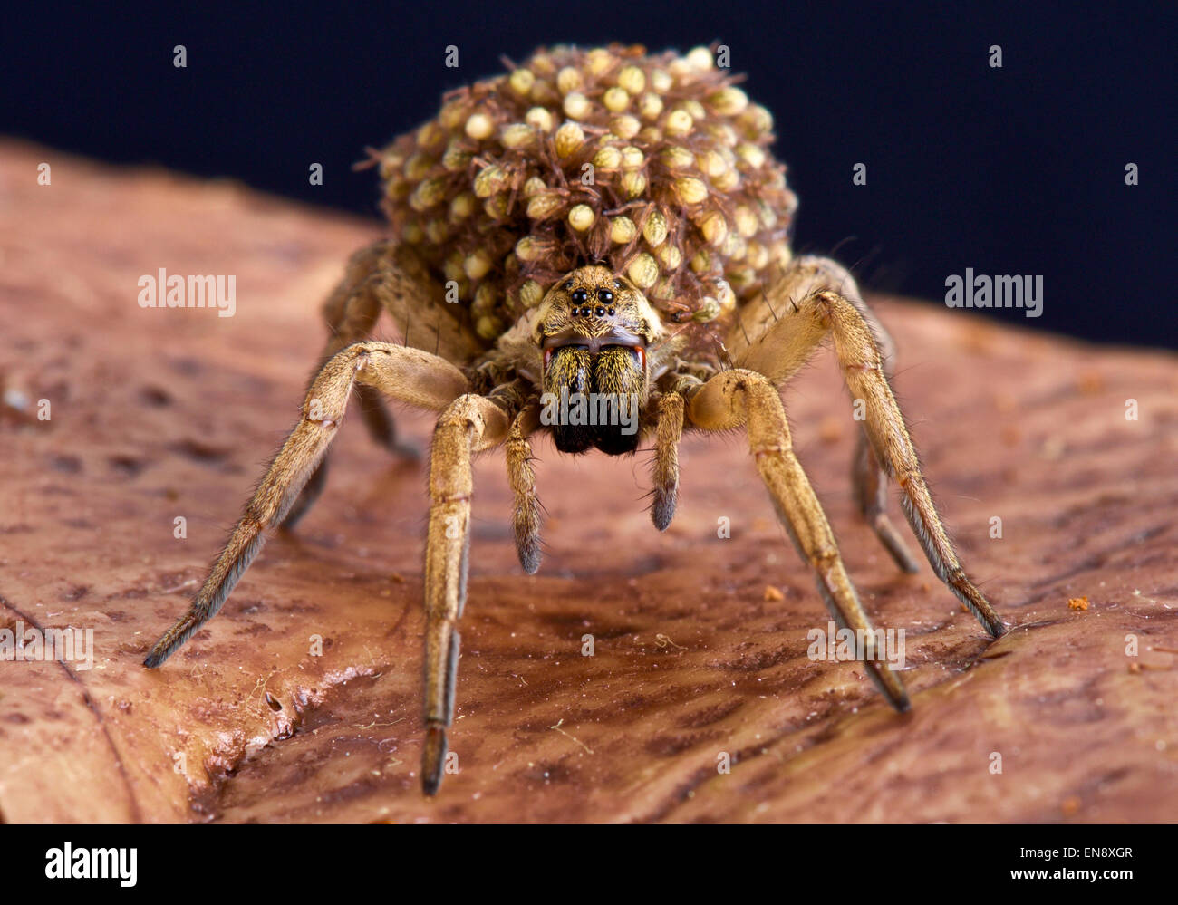 Arañas bebé en la espalda fotografías e imágenes de alta resolución - Alamy