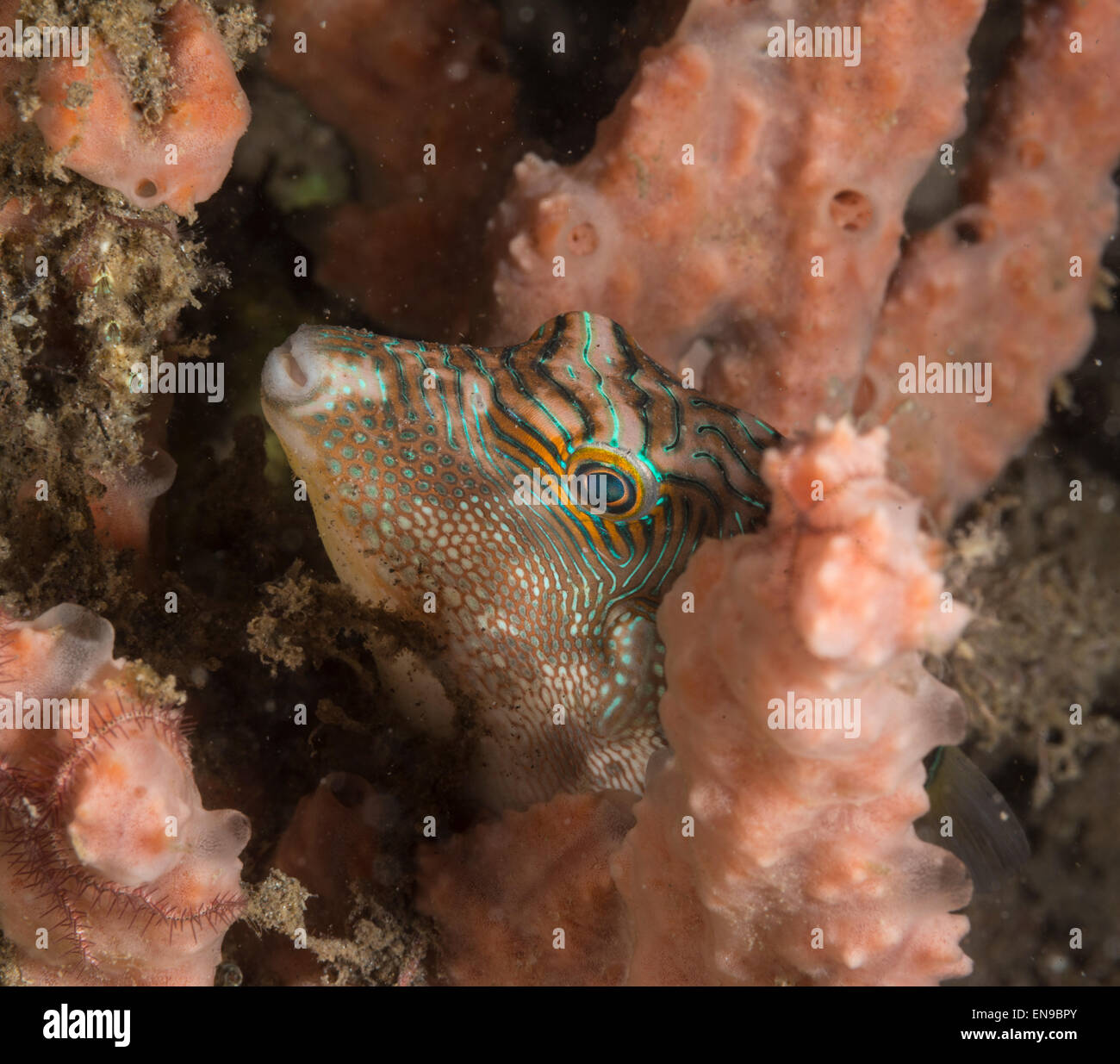 Falso ojo pufferfish escondido en una esponja Foto de stock