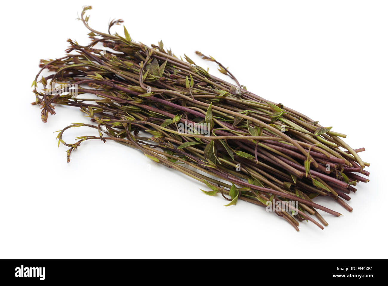 Akebia quinata, droga cruda, vegetales de montaña japonesa Foto de stock