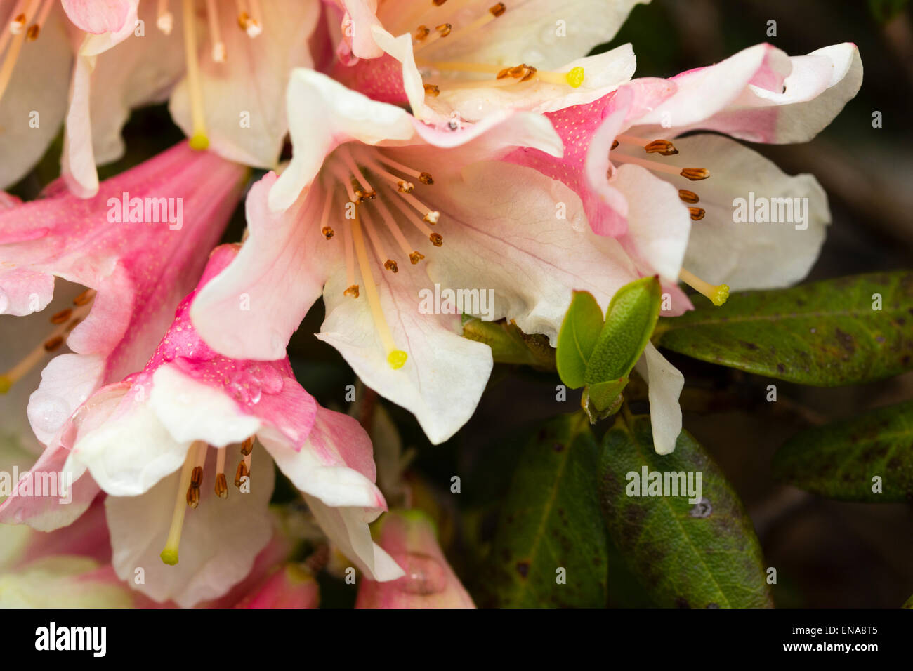 Las flores de la primavera de rododendro "Árbol reductor" Foto de stock