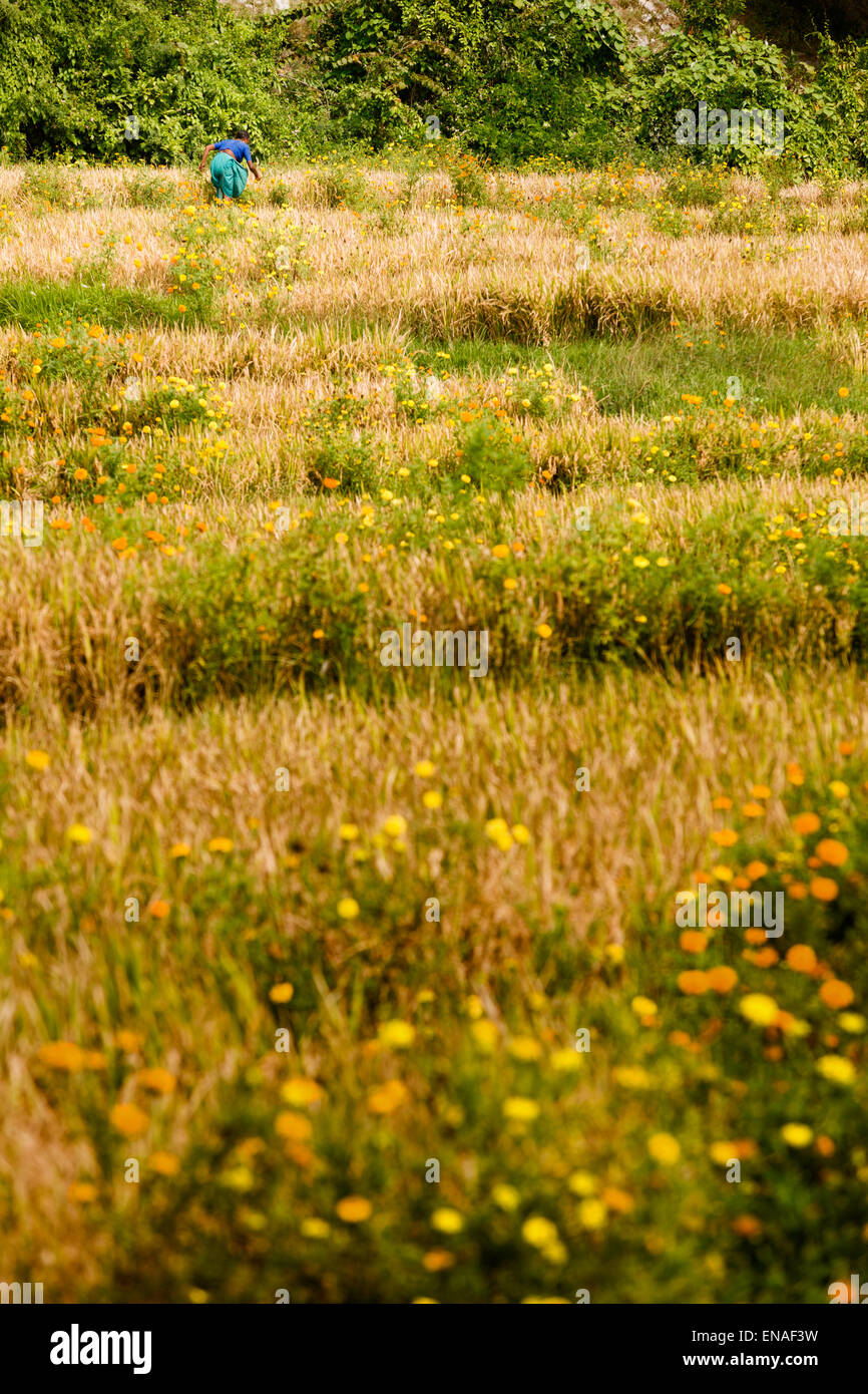 Una mujer recogiendo flores en un campo en Hampi. Foto de stock