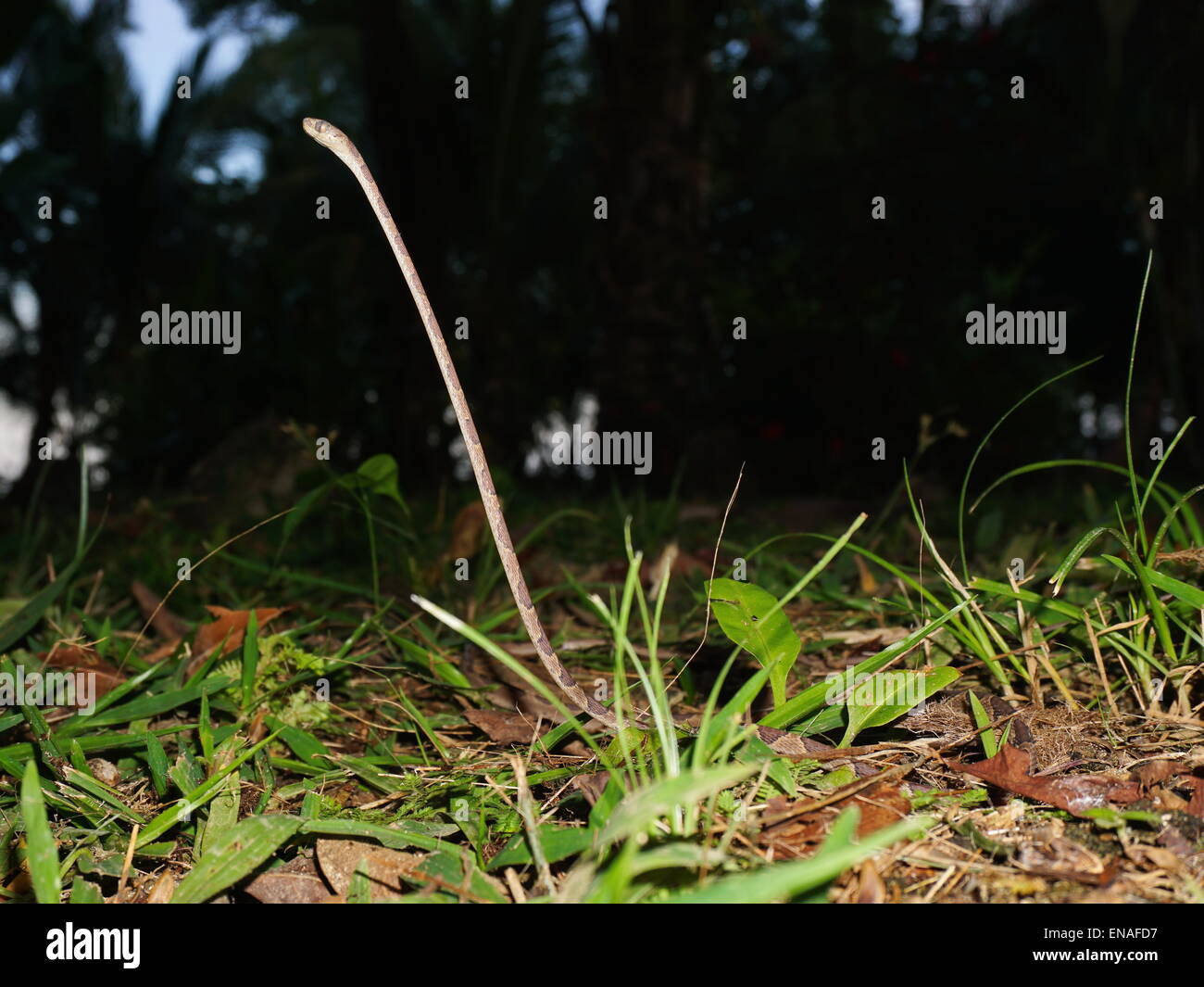 Puntas romas tree snake, Imantodes lentiferus, elevando su cuerpo superior desde el suelo, Panamá, América Central Foto de stock