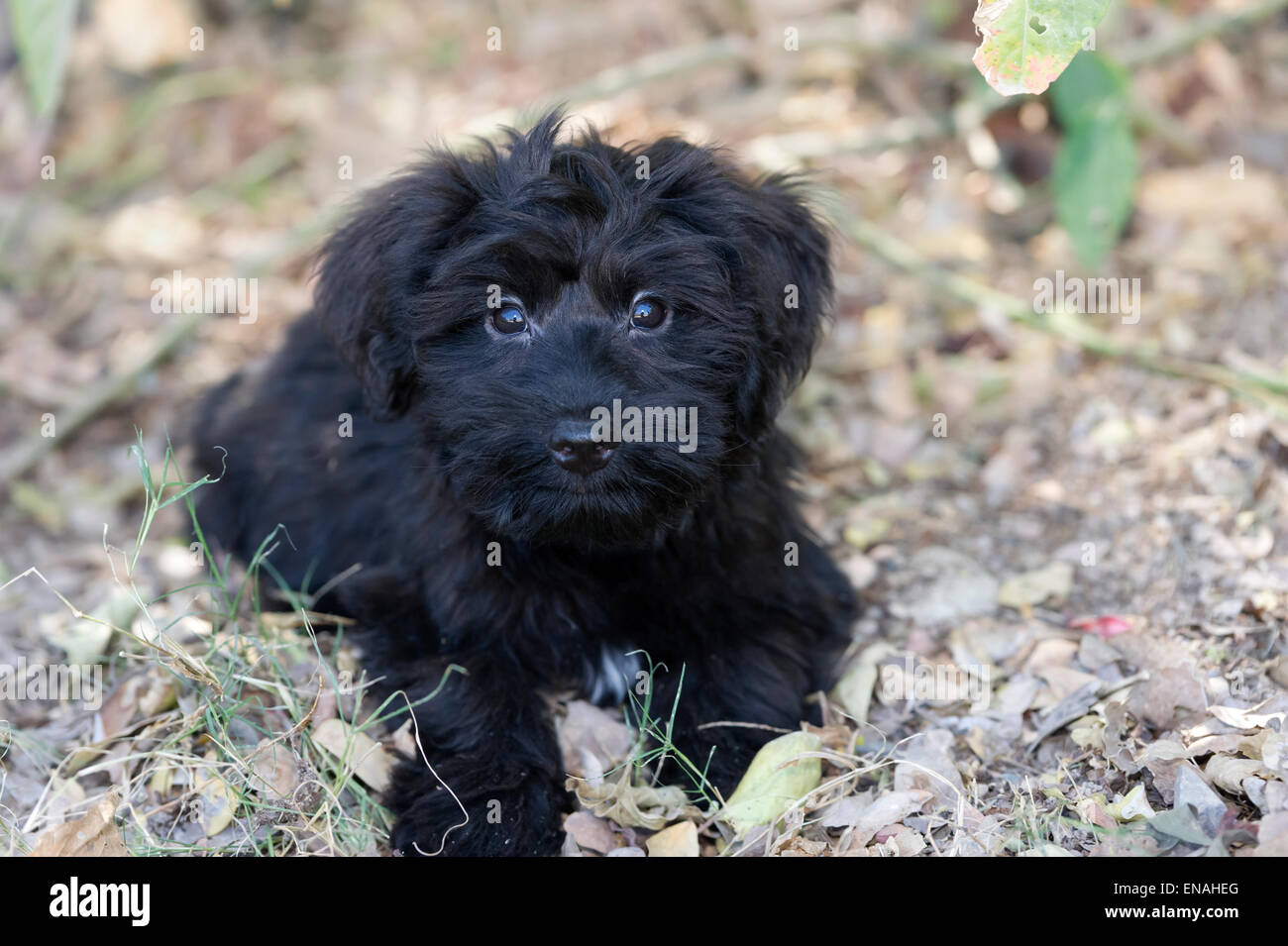 Lindo y adorable cachorro negro tiene grandes cachorro amor ojos en un primer plano al aire libre. Foto de stock