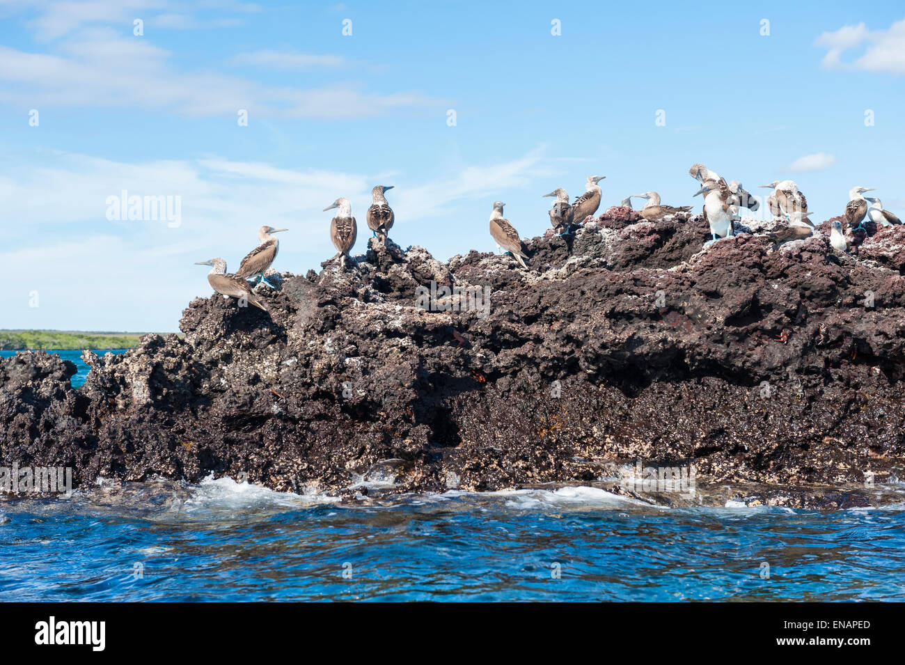 Galápagos piqueros de patas azules (sula nebouxii excisa), Elisabeth bay, Isla Isabela, Galápagos, Ecuador Foto de stock