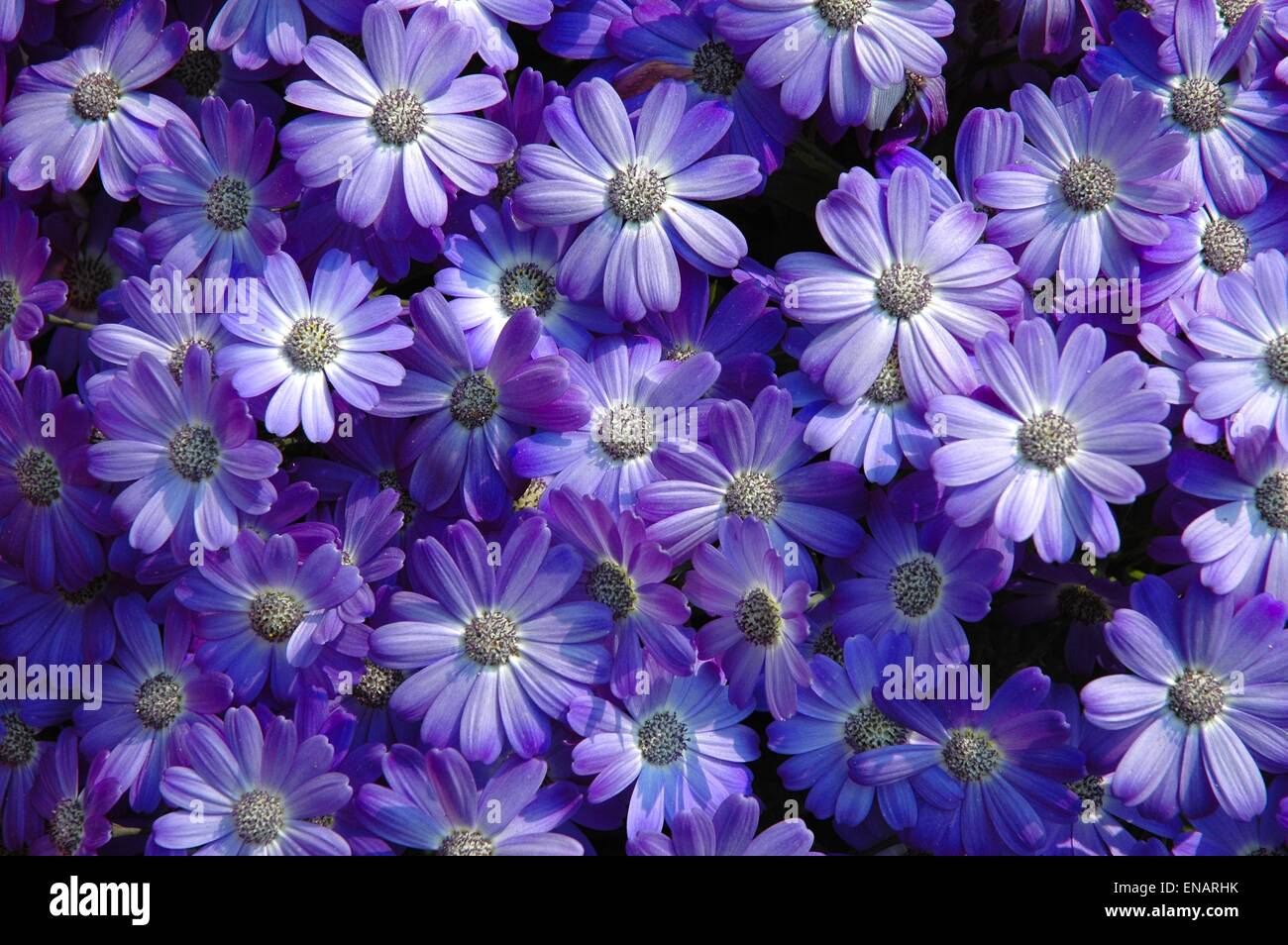 Detalles de coloridas flores de primavera Foto de stock