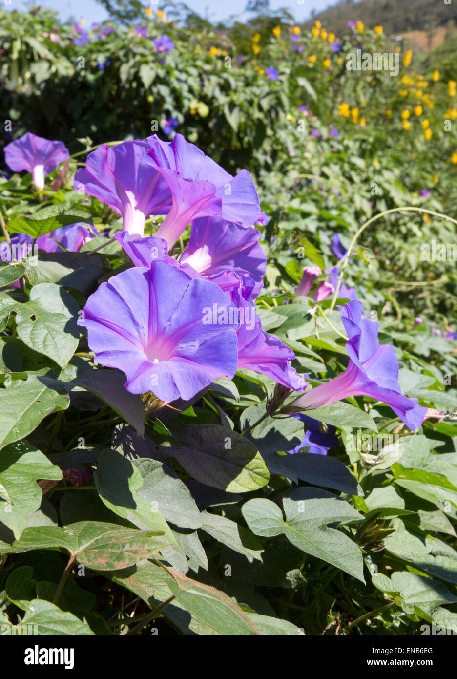 Morning Glory Convolvulaceae plantar flores púrpuras, el altiplano de Sri Lanka, Asia Foto de stock