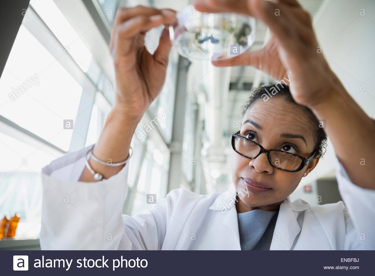El examen científico de placas petri Foto de stock