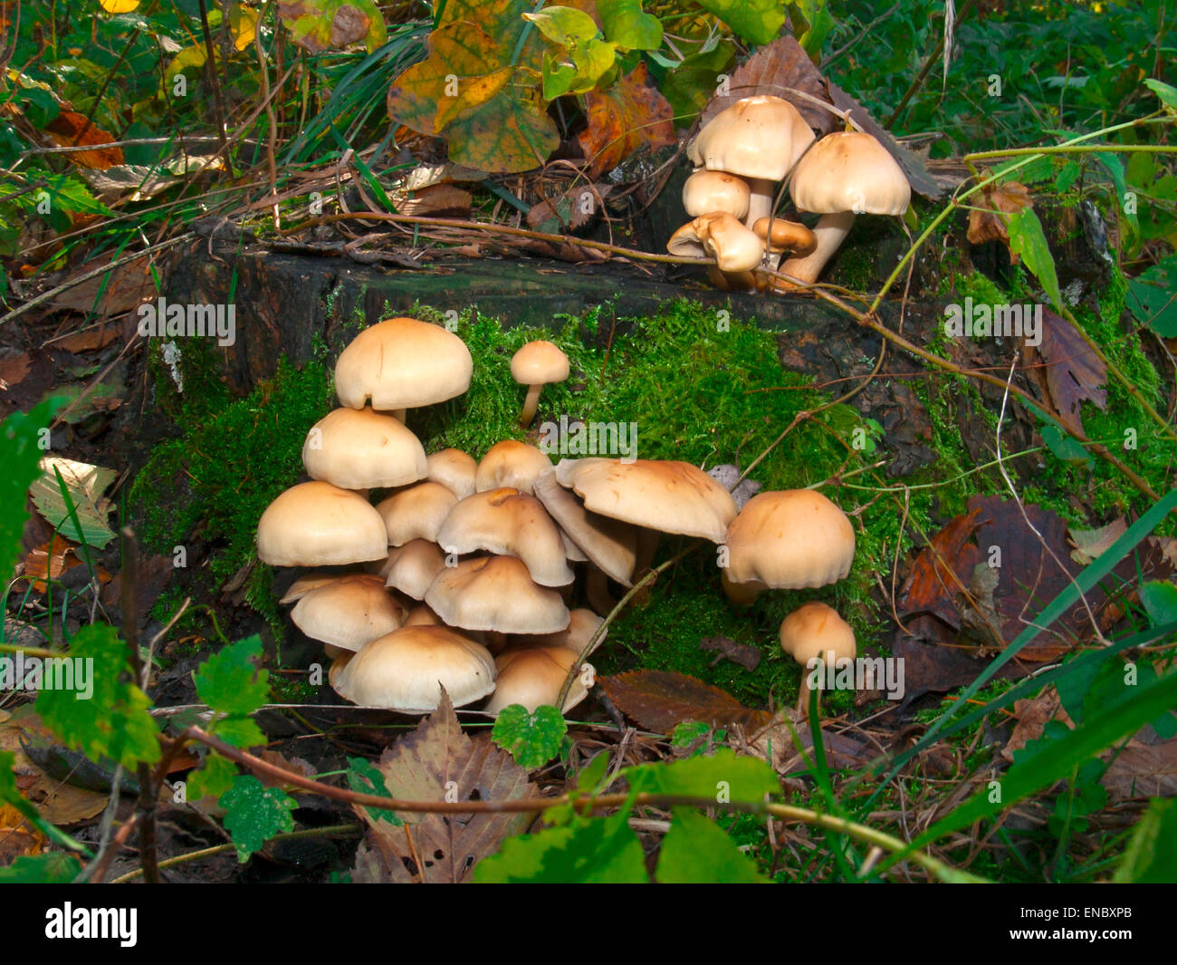 No comestibles setas venenosas setas(Hypholoma fasciculare) en un viejo tocón de árbol en otoño en el bosque. Foto de stock