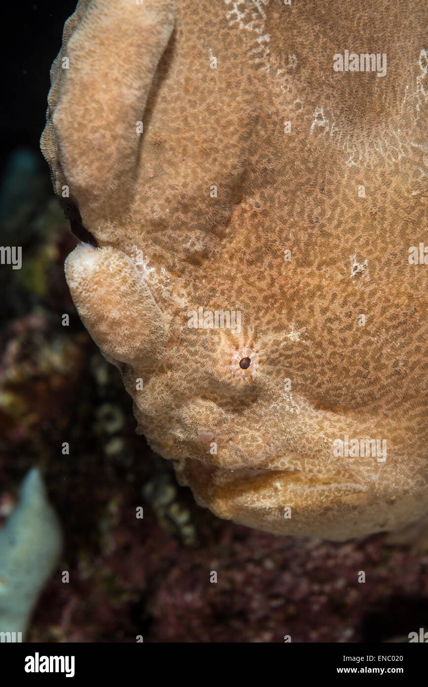 Frogfish gigante en un coral Foto de stock