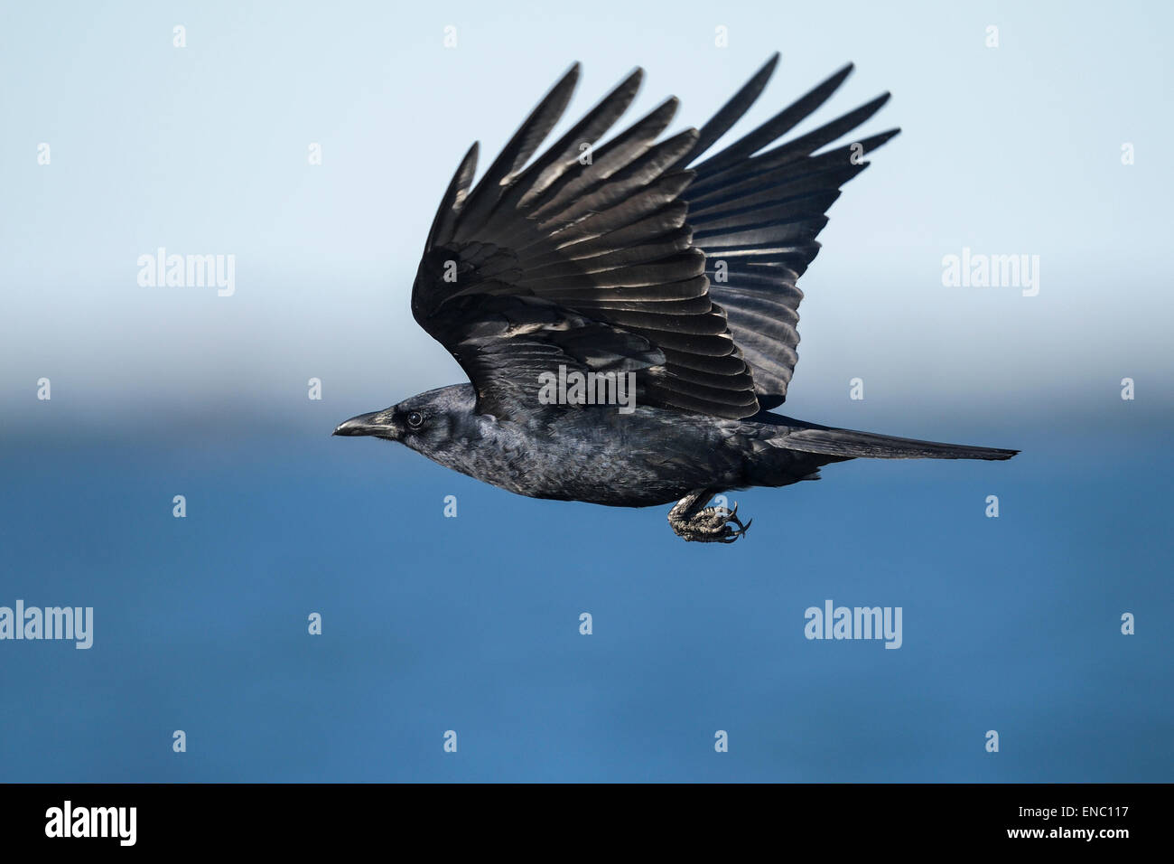 Cuervo americano, corvus brachyrhynchos Foto de stock