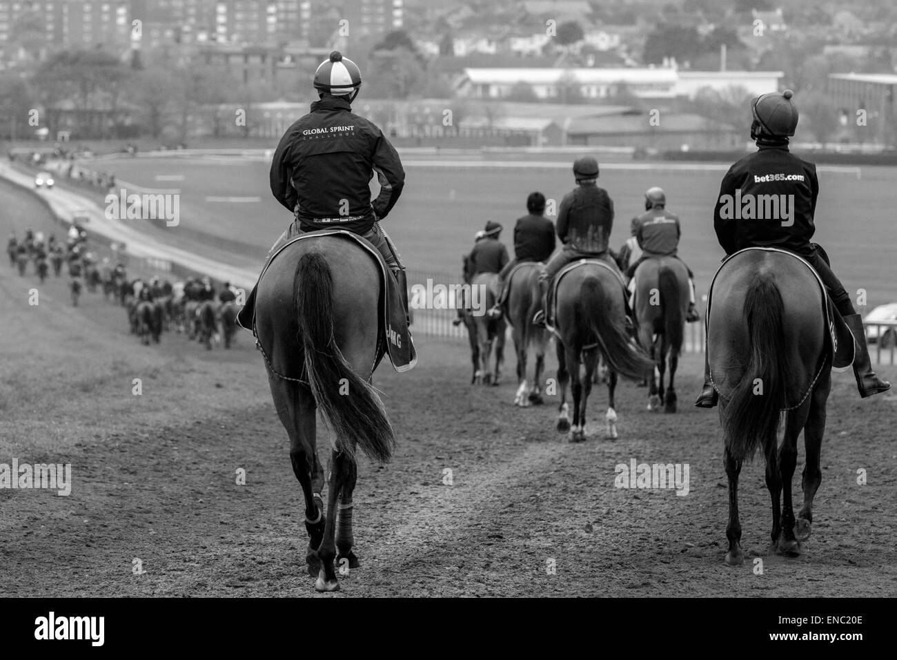 Caballos y jinetes en el galope hacen su camino de regreso a Newmarket al final de trading se ejecuta. Foto de stock