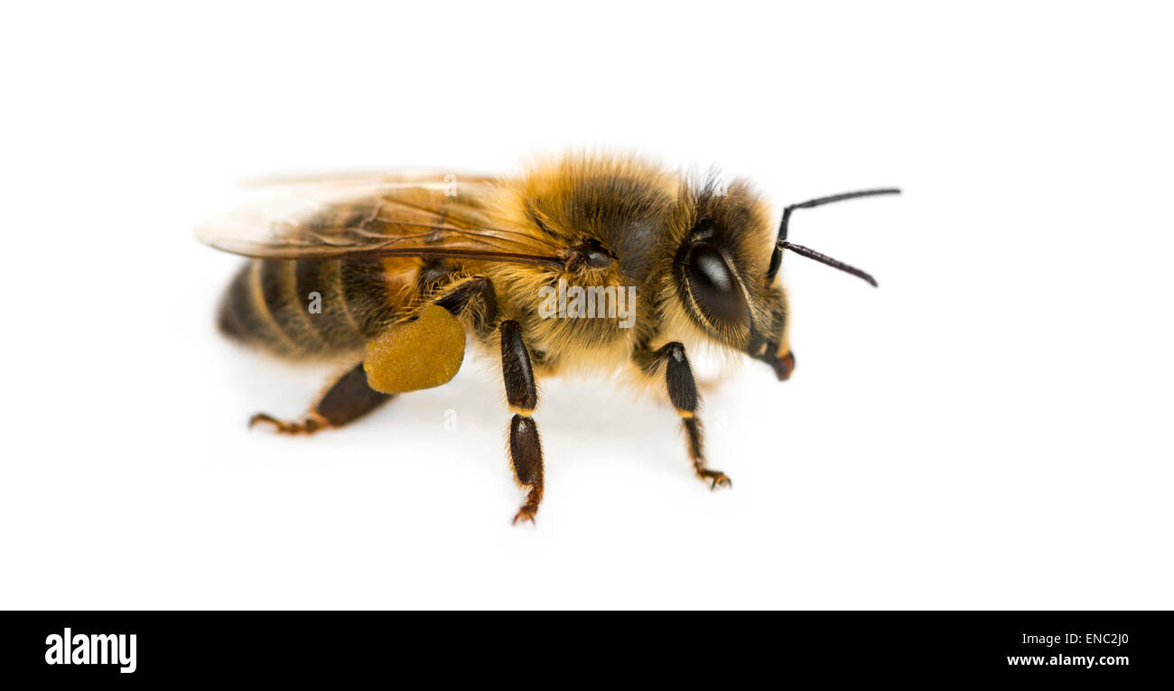 Abeja de miel, Apis mellifera, delante de un fondo blanco. Foto de stock